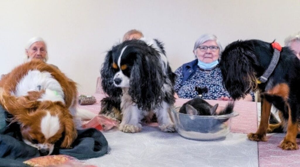 médiation animale des chiens en résidence senior