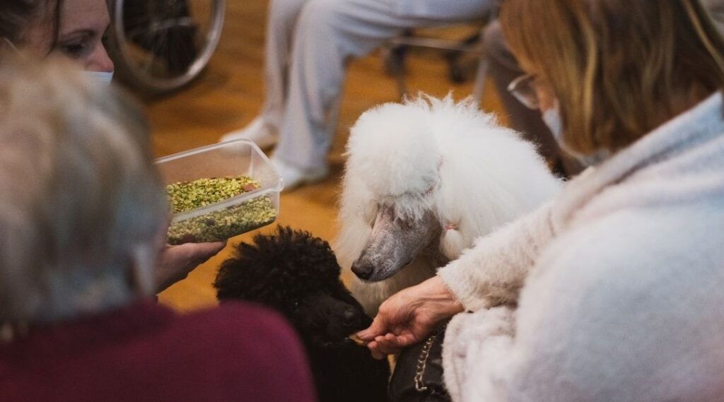 chien en atelier médiation animale en établissement senior