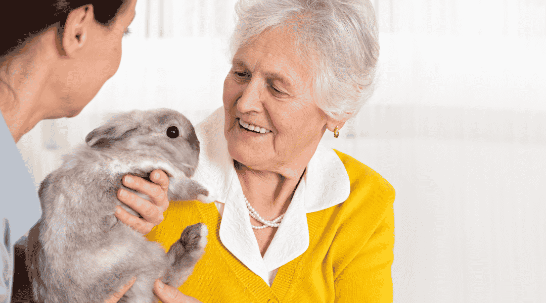 une-femme-senior-âgée-souriante-tient-un-lapin-gris-en-residence-autonomie-avec-intervenant